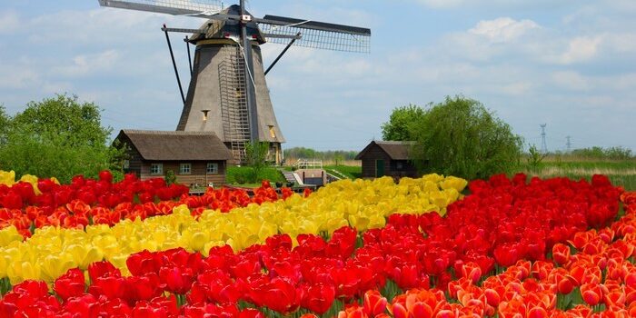 dutch windmill over tulips field
